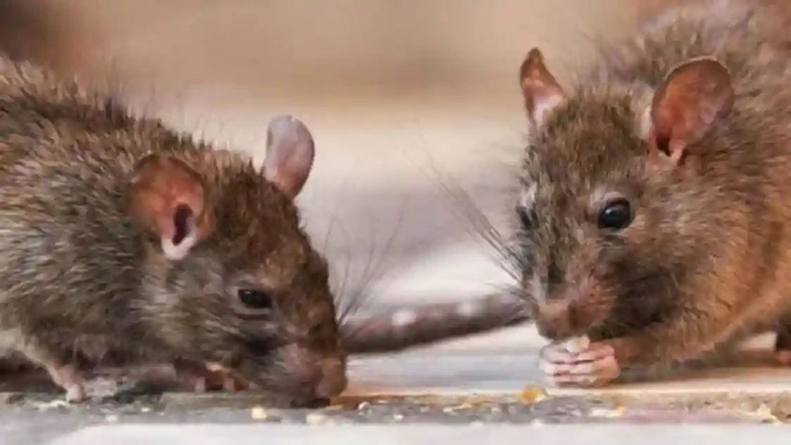 ‘My Lord, मैं नहीं चूहे हैं आरोपी। ‘My Lord, मैं नहीं चूहे हैं आरोपी।