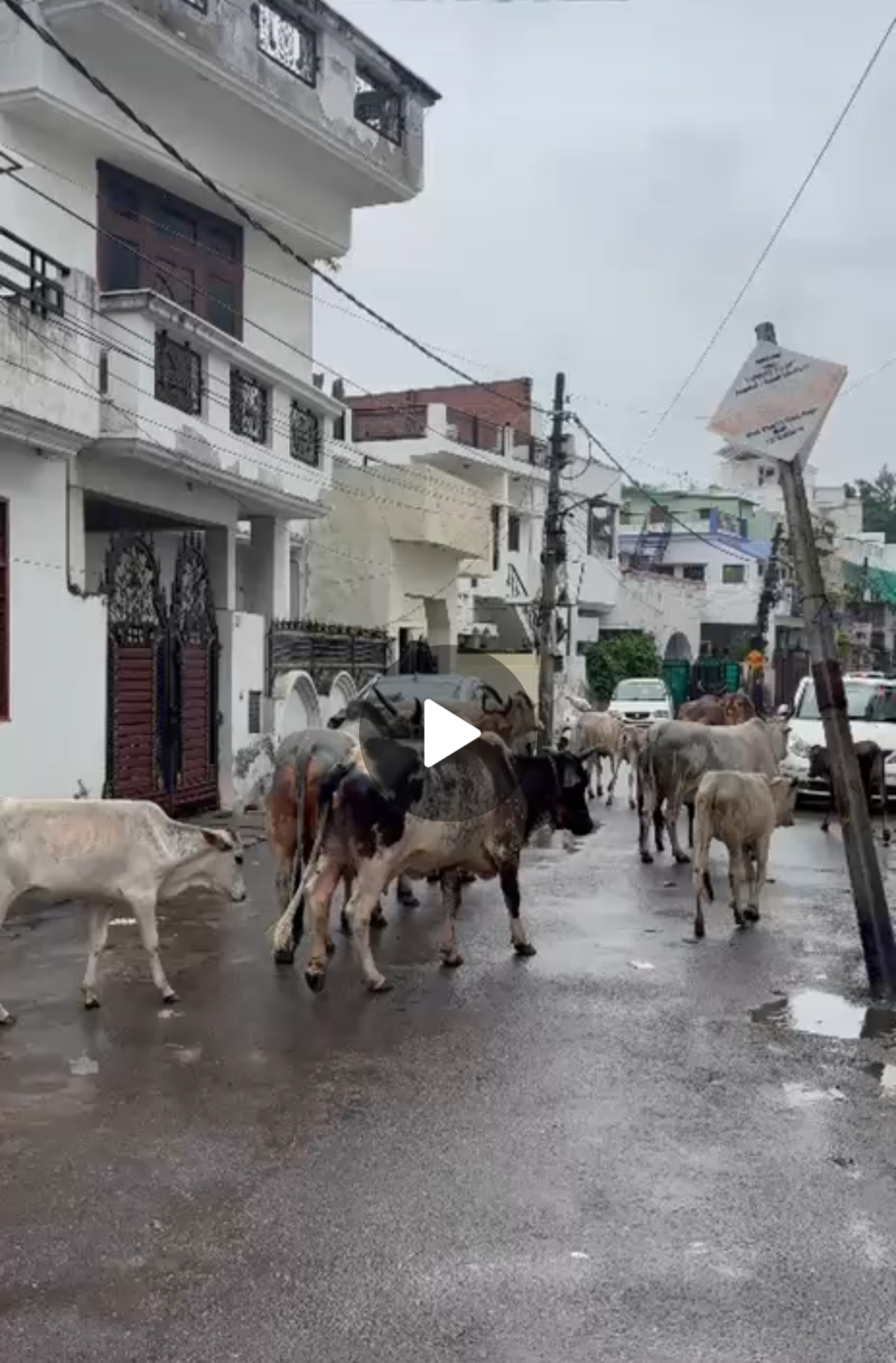 आवारा पशुओं का आतंक, नगर निगम लापरवाह — विक्रमादित्य वार्ड के जियामऊ न्यू मानस नगर में बिगड़ते हालात।